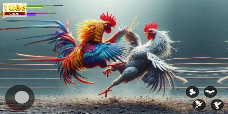 Nguồn gốc đặc điểm giống đá gà Mỹ nhập chất lượng Nguồn gốc đặc điểm giống đá gà Mỹ nhập chất lượng